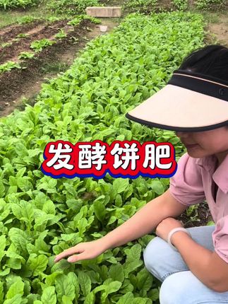 发酵芝麻饼肥,肥力入,无臭味#发酵有机肥#有机肥#艺麻饼肥#饼肥并我的小菜园