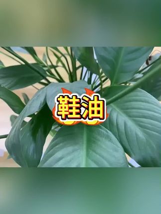 #鞋油#鞋油推荐#皮鞋保养油