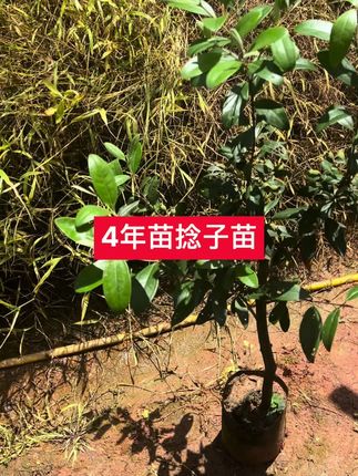 4年苗捻子苗,下方小黄车下单👇👇👇#桃金娘