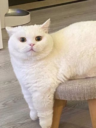 亲子卡皮巴拉小码洞洞鞋夏季可爱居家室内防滑可爱外穿包头凉拖鞋#凉鞋#洞洞鞋