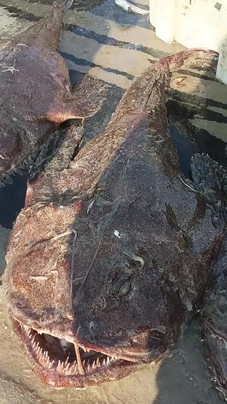 吃安康鱼,健健康康,平平安安