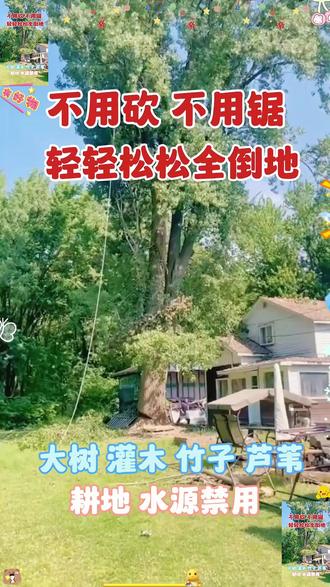 #迪丽热巴聂九罗拿捏大家手段了得 #枭起青壤 #迪丽热巴 #聂九罗 #迪丽热巴枭起青壤