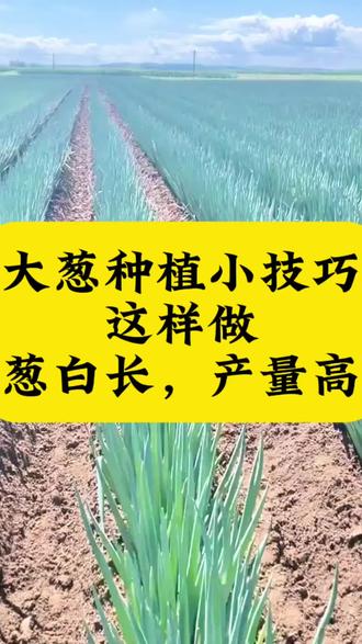 #大葱 #大葱种植 #大葱干尖黄叶 #三农 #农业种植