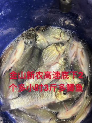 #户外钓鱼 #钓鱼野钓 夜钓