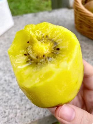 #奇异果 都是果园现摘现发,皮薄肉厚,果肉金黄,汁水超多,维C含量也超级高! #黄心猕猴桃 #新鲜应季水果 #好吃到停不下来