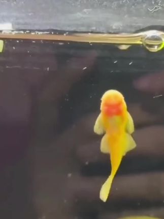 体外驱虫#水族用品 #体外寄生虫 #养鱼