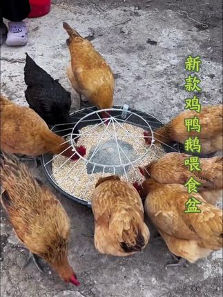 #农村养鸡 #鸡鸭鹅养殖 #鸡鸭鹅喂食槽 #超便宜超划算 #养殖不易