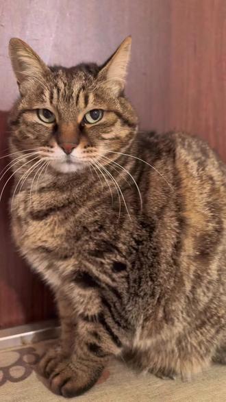 逗你还需要挑日子吗 #猫咪#萌宠#晒出你的猫 #愚人节