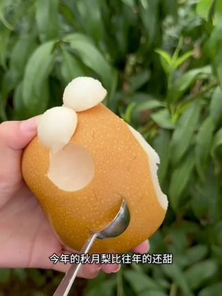 脆甜秋月梨#优质农产品 #新鲜采摘 #脆甜多汁 #家乡好货 #秋月梨