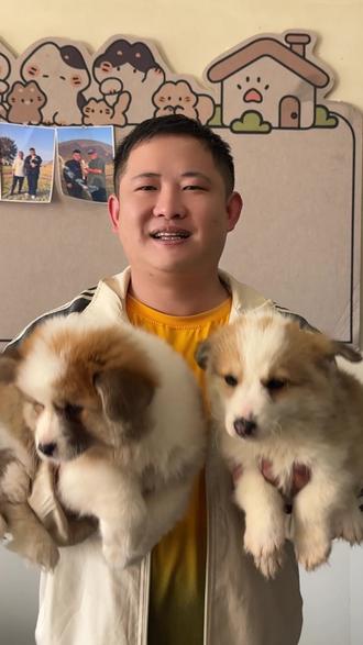 长毛柯基VS短毛柯基3秒看懂怎么选 长毛柯基VS短毛柯基3秒看懂怎么选#柯基 #有尾巴的柯基 #长毛柯基 #柯基幼犬 #抖音萌宠