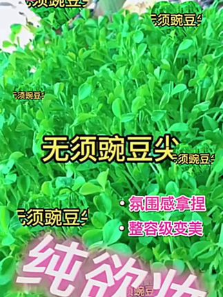 现在正是种植#无须豌豆尖 的黄金时间,它种植简单,撒种就能活,家里有阳台花盆小院的赶紧种起来~