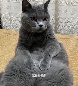 依旧高度解析拔罐猫没有一分钟就会被下架