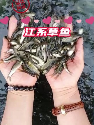 4-25厘米规格齐全包邮,运输过程破损包赔 #草鱼 #四大家鱼养殖 #水产养殖 #水产人