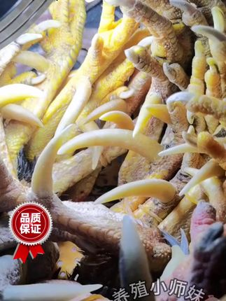 #养鸡#养鸡人#散养土鸡#鸡蹬子#雄牧长脚钉