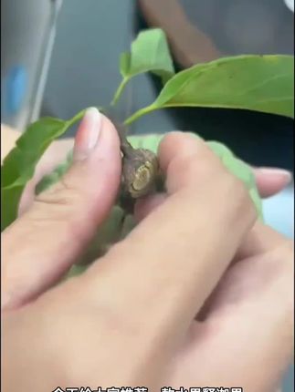 泰国大目凤梨释迦果【空运到家】佛头特大果新鲜孕妇水果头茬释迦果#好用 #热卖 #爆款