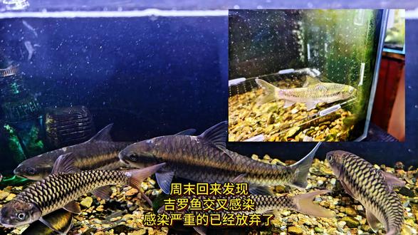吉罗鱼鱼缸交叉感染,下土霉素水族盐治疗详细教程 #鱼生病了怎么办 #鱼缸交叉感染 #吉罗鱼