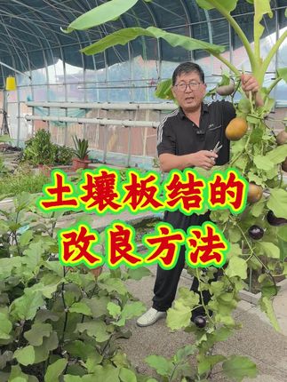 蔬菜要想长得好,改良土壤很重要,用上发酵稻谷壳,土壤就疏松透气了。#幸福乡村丰收季 #助农帮帮团 #改良土壤 #村里的希望  #创作者中心 @房顶菜园大叔 @DOU+小助手 @老邱的家庭菜园