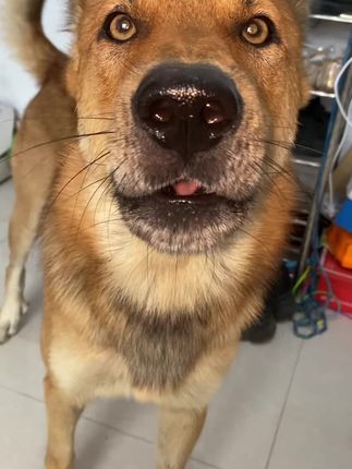 你是个登 #老登#大黄#狗狗的日常