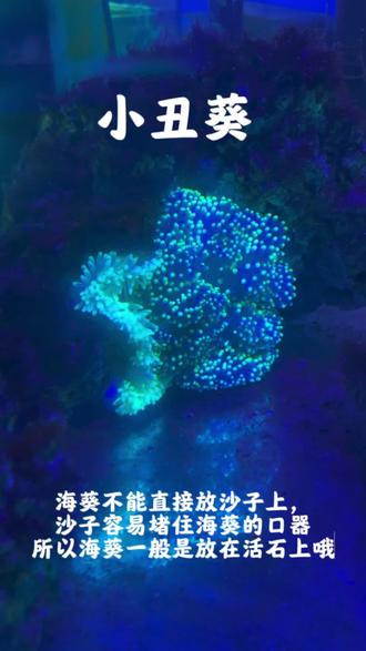 超级好看的小丑葵~#小丑葵 #海葵