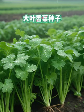 #在家种菜 #阳台种菜 #香菜 #香菜种植 #三农
