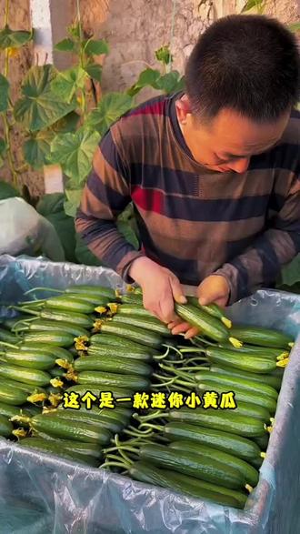 开春家里的小花盆,小菜地一定要种上这个好吃的水果黄瓜#荷兰黄瓜 #荷兰黄瓜种子 #黄瓜种子