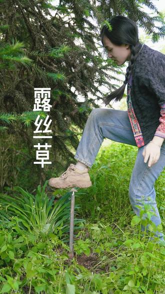 鹭鸶草 一脚一坨鹭鸶草,文山人做完月子一定会吃它,你吃过吗?#鹭鸶草 #养生食材溯源 #金笠爱食养 #小梨爱大山
