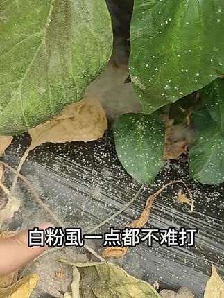 白粉虱一点都不难打,教您一次打住#白粉虱 #白粉虱防治 #农业种植 #三农 #虫害防治 @抖加🔥上热门🔥dou+🔥热点宝 @抖音小助手