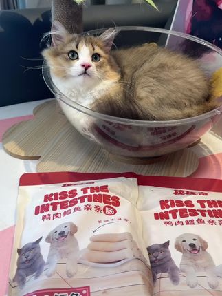 炎炎夏日给猫咪来根鸭肉鳕鱼肠吧,不仅清火对泪痕毛发都很好#养猫新手 #宠物火腿肠 #拽拽奇#萌宠好物