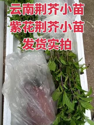 #荆芥小苗#罗勒小苗#金盖小苗 大量现货,发货实拍视频。