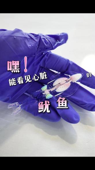 你见过透出心脏的鱿鱼么? #鱿鱼 #模型 #骨骼 #海洋生物 #手搓
