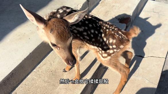 小鹿用人工喂纯牛奶长大需要注意什么?一个不小心就会撑死! #梅花鹿养殖 #梅花鹿