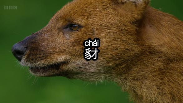 你第一次知道‘豺’,是在哪个成语里?
#豺 #地球脉动 #野生动物保护 #国家一级重点保护动物 #科普