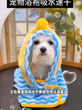 你家有几个毛孩子,评论区说一说#萌宠 #狗狗 #宠物用品 #好物推荐