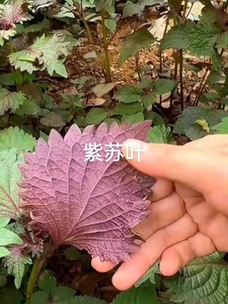 紫苏叶#好东西一起分享给大家