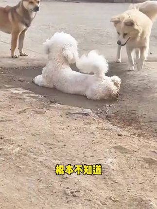 被家里的猫狗抓伤咬伤怎么办#养狗人 #狂犬病 #养猫新手 #被猫抓伤 #养狗经验分享