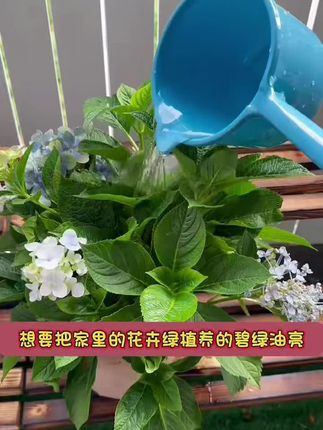 #花卉绿植#爱生活爱养花#养花小知识 #种植小技巧