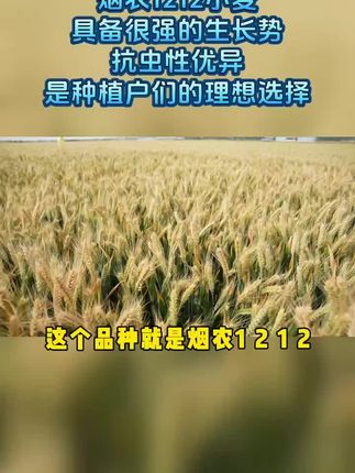 #三农 #农业种植 #强烈推荐 烟农1212高产出圈,解锁丰收新密码