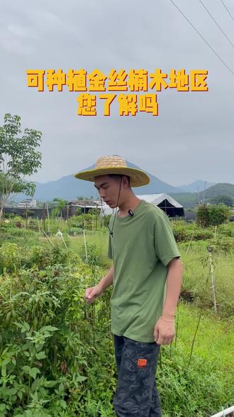 可以种植金丝楠木的地区,您了解吗?想要了解可以评论区留言 #金丝楠木 #名贵苗木 #四季常青树 #园林绿化 #别墅庭院植物 #农村种植