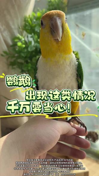 如果你家鸟宝出现这类情况,家长们要当心! #鹦鹉 #鹦鹉鹦鹉萌萌哒逗鹦鹉 #玄凤鹦鹉 #小太阳鹦鹉 #牡丹鹦鹉