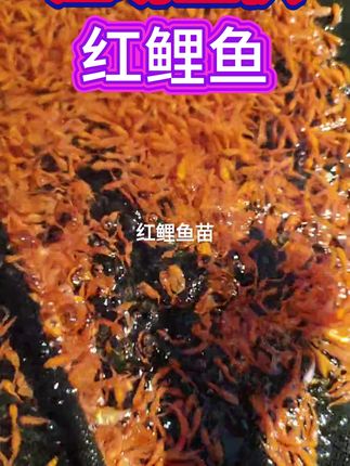 兴国红鲤,可食用可观赏,吃得杂,长得快,南北方都能养 #水产养殖 #红鲤鱼 #观赏鱼 #农村生活