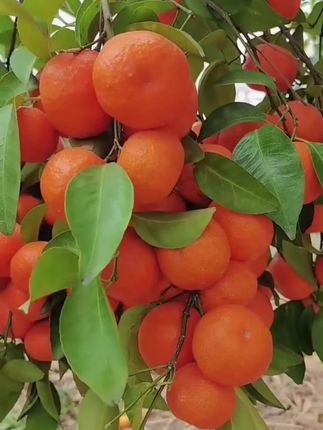 砂糖橘树苗#果树苗#种果树
