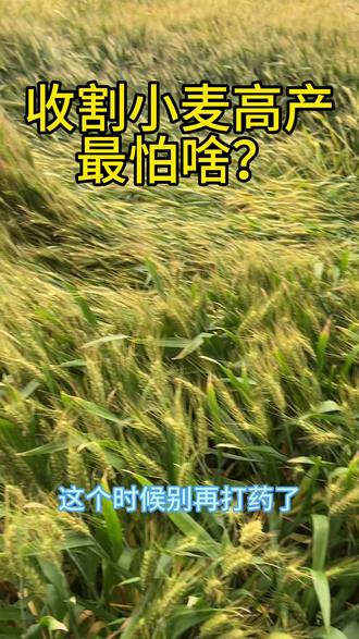 小麦高产最怕啥?#种植小麦的注意了 #抖音助农麦子种植