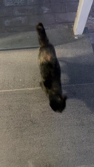 喂了两次的小野猫,就要跟着我。转过头发现他跟着我都过了一条路,吓的赶紧带他回去。然后就一直跟着我,偷偷摸摸的跟着我,聪明又可怜的小猫咪。#流浪猫 #流浪猫救助 #流浪猫日常