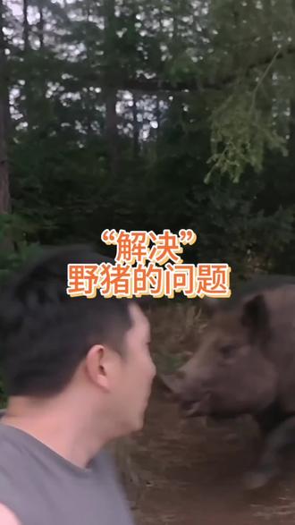 今天解决野猪的问题…#农村