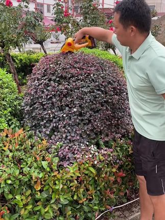 #园艺 #园林工具 #园艺用品 #绿植花卉 #实用工具