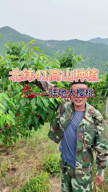 99:你们知道北纬41度的高山陆地能种出什么大樱桃么,今天跟着我的镜头来揭秘#高山陆地大樱桃 #助力乡村振兴 #虎舅和万元户的农村生活 #老张太太家庭农场 #三农