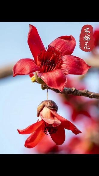 木棉花竟然还代表着。。。 #木棉花 #给阿嬷的情书 #森小药 #花语 #科普