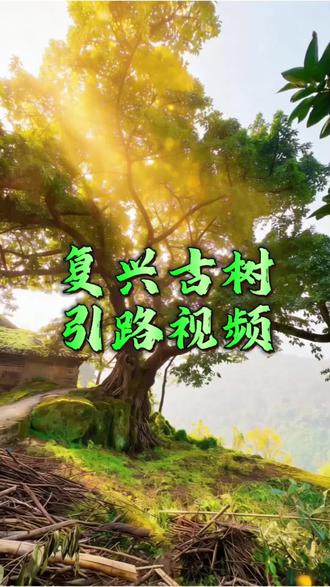 复兴镇最近有颗古树比较火,今天给大家打卡这颗树,并发了一个引路视频,高德导航到暮野户外,然后按照视频前行一公里就到。确实现场感觉很惬意的感觉。有需要露营装备的朋友们微信高德抖音都可以导航暮野户外上门体验!我们主打一件也是批发价!#复兴镇 #达州露营装备 #户外 #露营装备 #风景