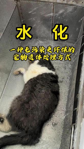 环保宠物水化:致敬生命,守护自然 #宠物水化设备 #宠物殡葬 #宠物殡葬创业 #宠物水化 #宠物火化