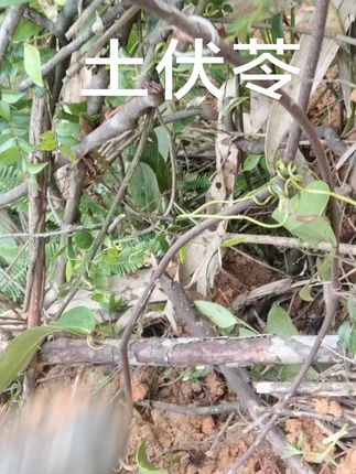 #大自然的馈赠 土伏苓